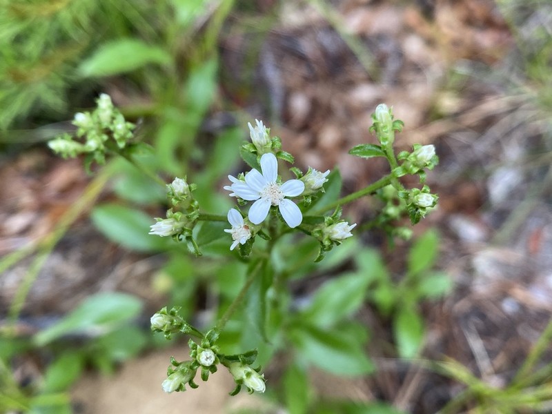 Toothed Whitetop Aster photo 6