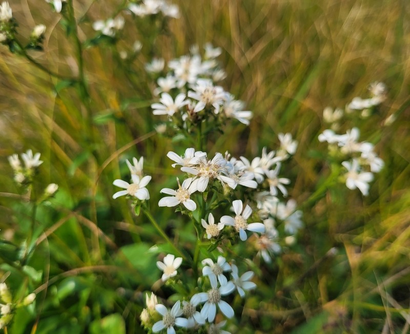 Toothed Whitetop Aster photo 8