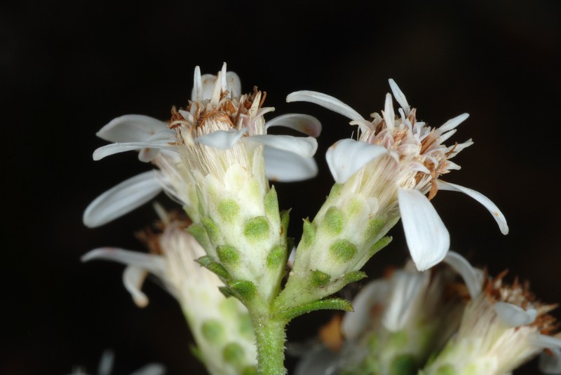 Toothed Whitetop Aster photo 2