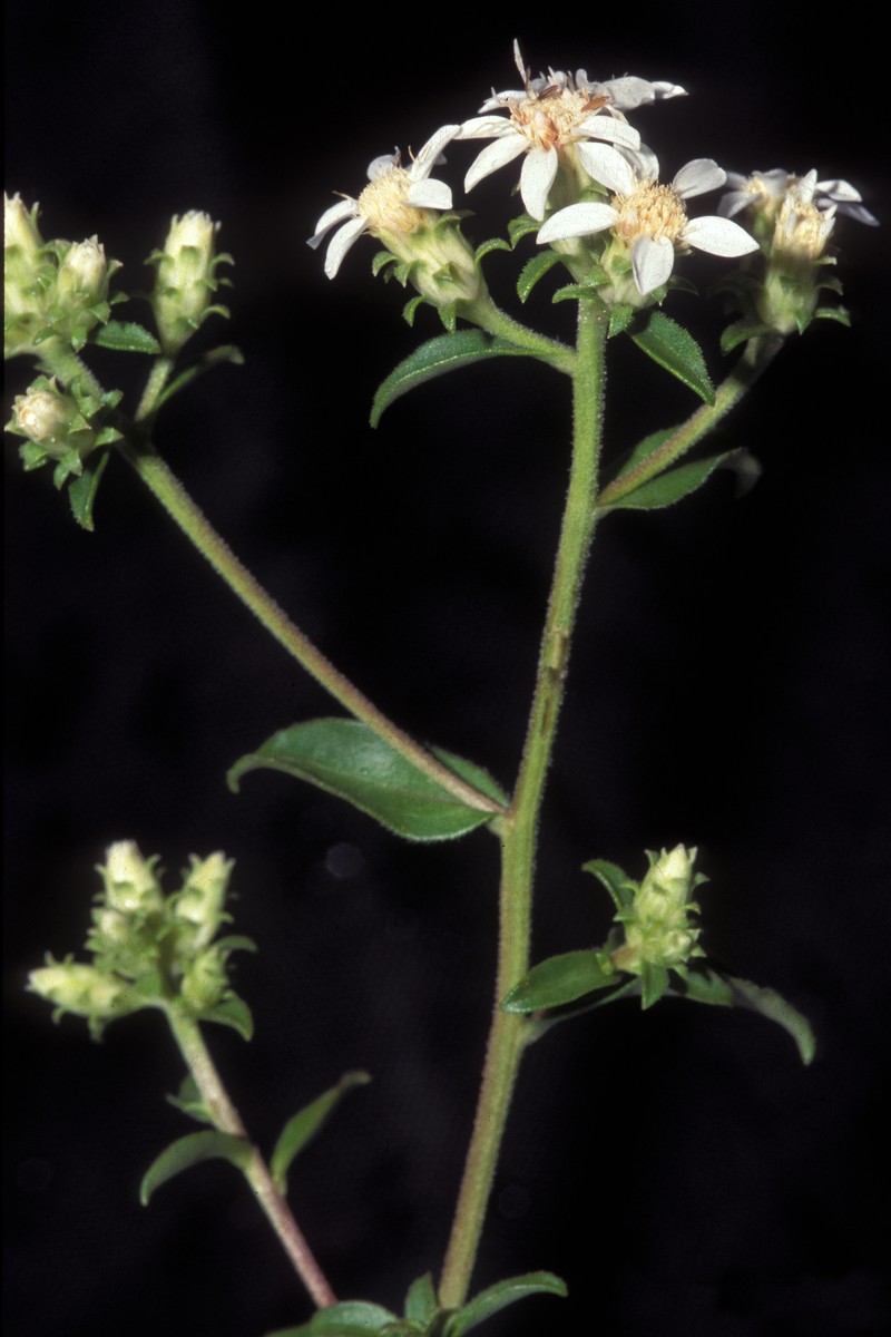 Toothed Whitetop Aster