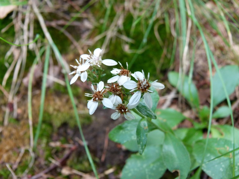 Toothed Whitetop Aster photo 3