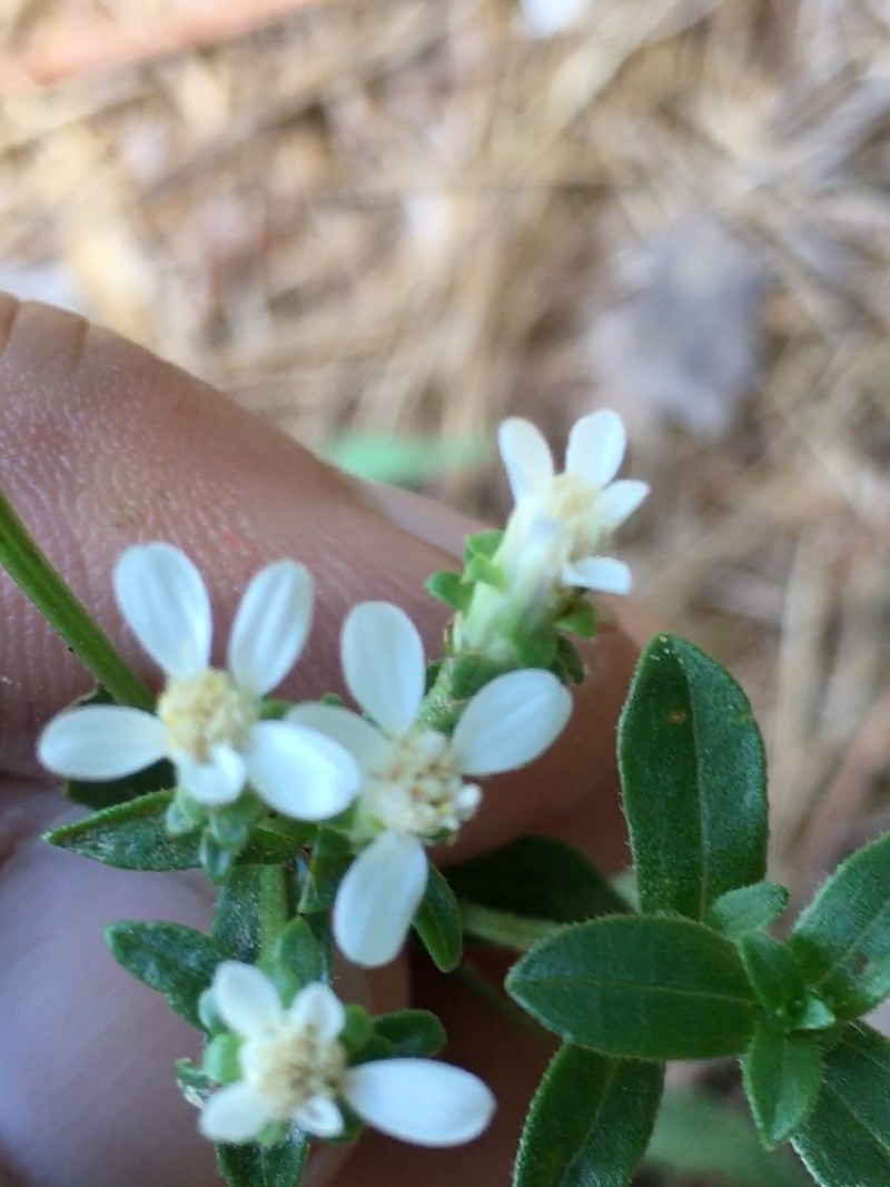Toothed Whitetop Aster photo 4