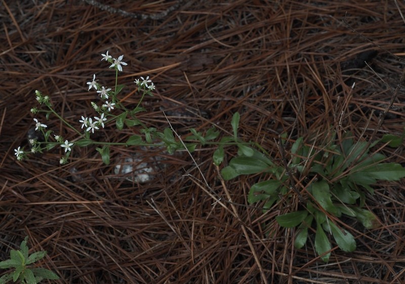 Sericocarpus caespitosus