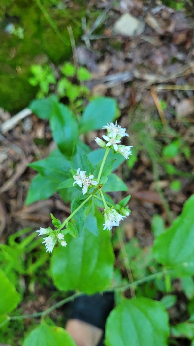 Sericocarpus caespitosus photo 2