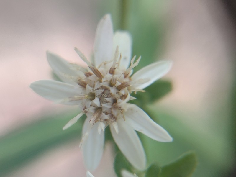 Sericocarpus caespitosus photo 3