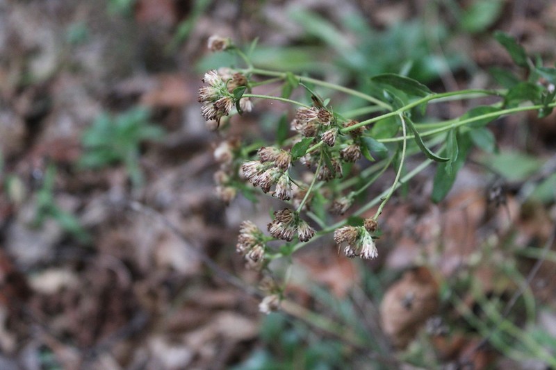 Sericocarpus caespitosus photo 4