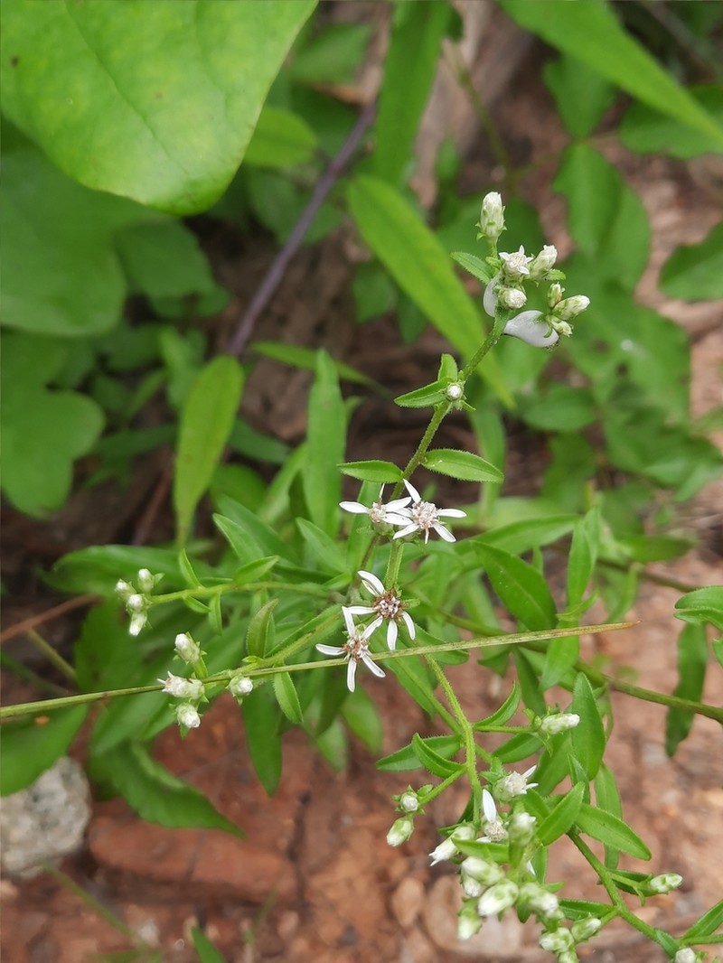 Sericocarpus caespitosus photo 5