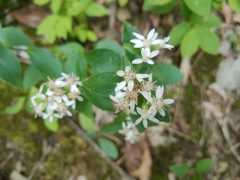 Sericocarpus caespitosus photo 6