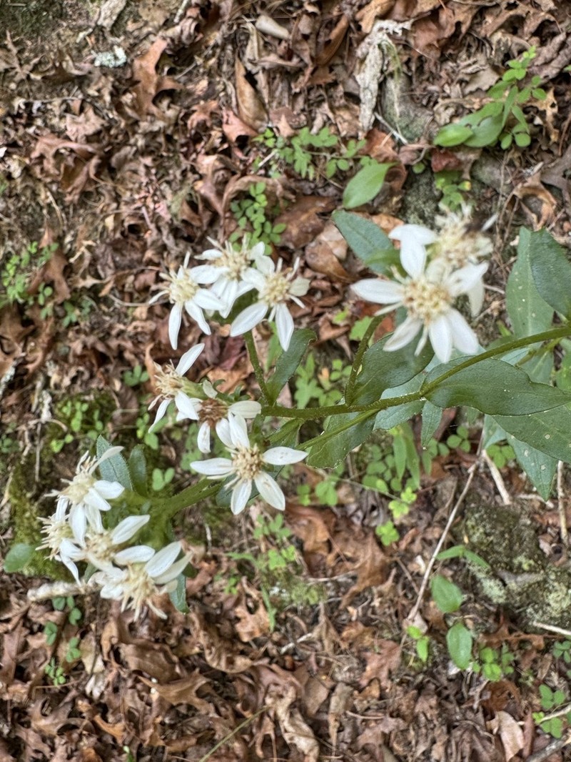 Sericocarpus caespitosus photo 7