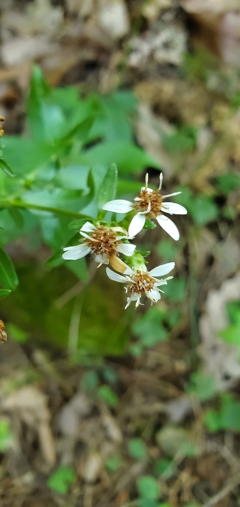 Sericocarpus caespitosus photo 8