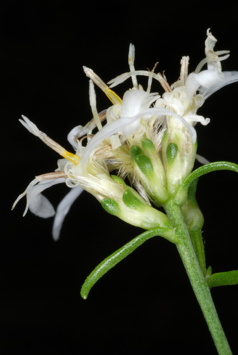 Narrowleaf Whitetop Aster photo 4