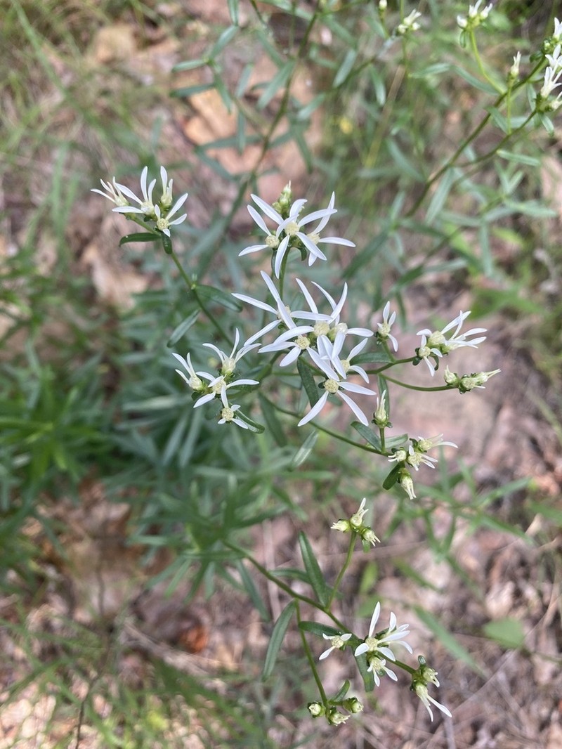 Narrowleaf Whitetop Aster photo 5