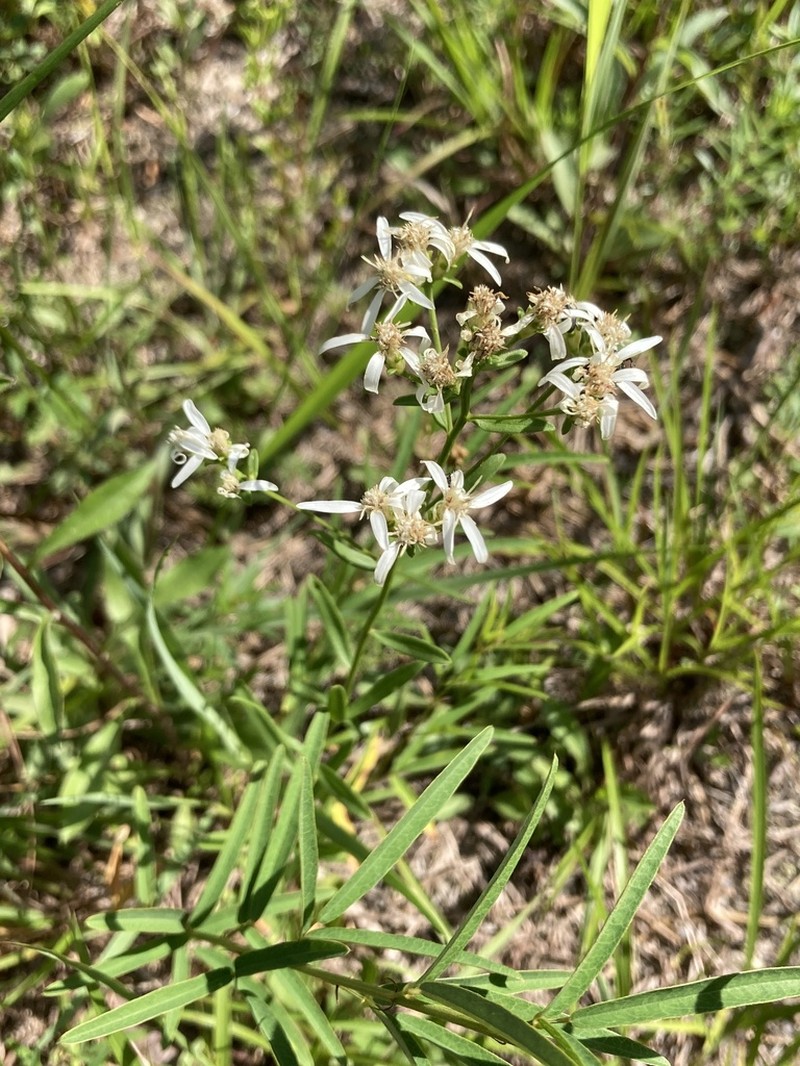 Narrowleaf Whitetop Aster photo 6