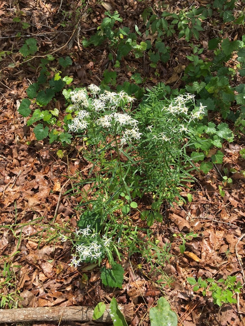 Narrowleaf Whitetop Aster photo 7
