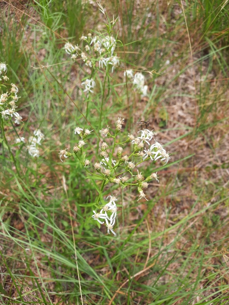 Narrowleaf Whitetop Aster photo 8