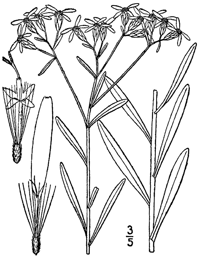 Narrowleaf Whitetop Aster photo 3