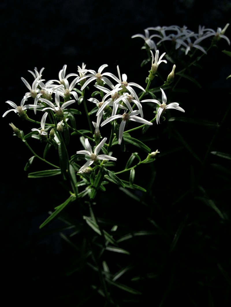 Narrowleaf Whitetop Aster