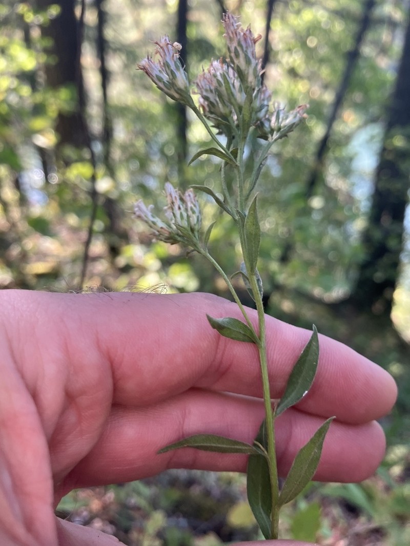 Oregon Whitetop Aster