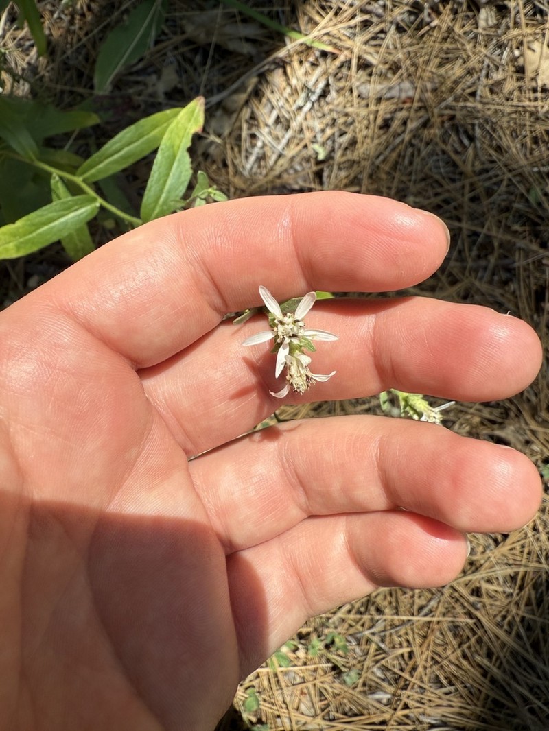 Oregon Whitetop Aster photo 2