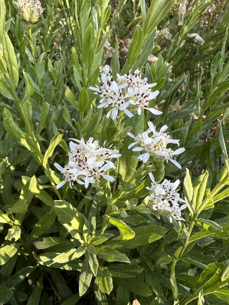 Oregon Whitetop Aster photo 3