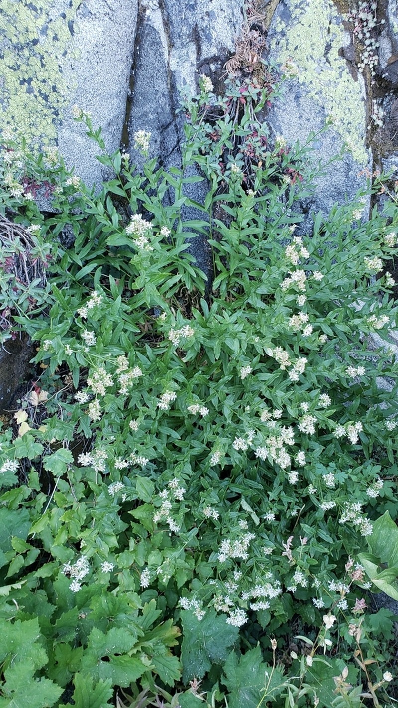 Oregon Whitetop Aster photo 4