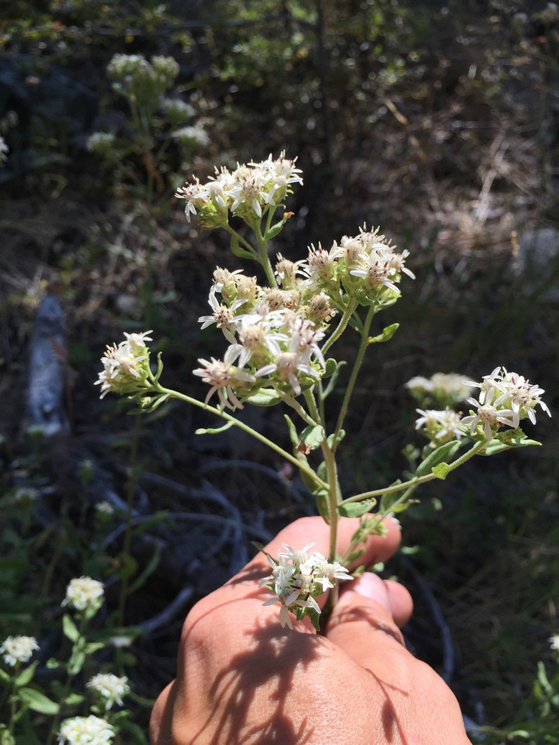 Oregon Whitetop Aster photo 5