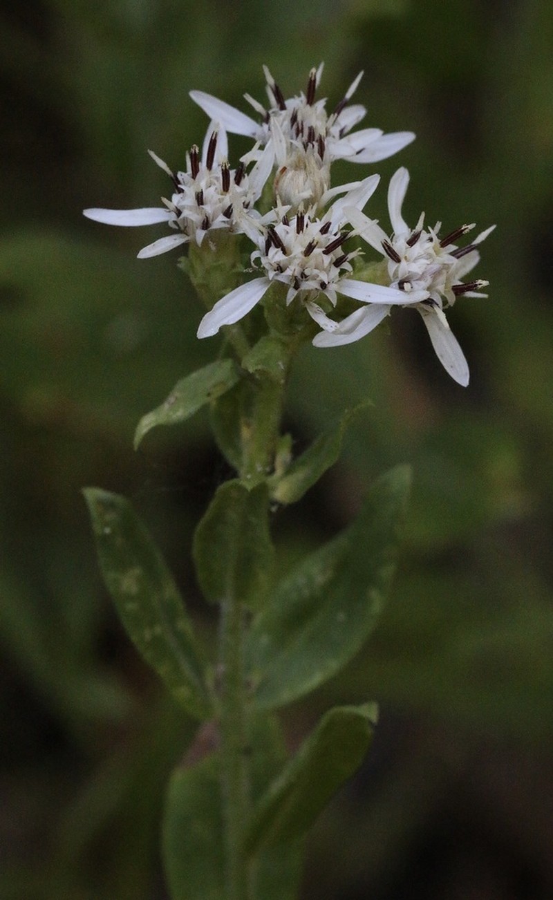 Oregon Whitetop Aster photo 6