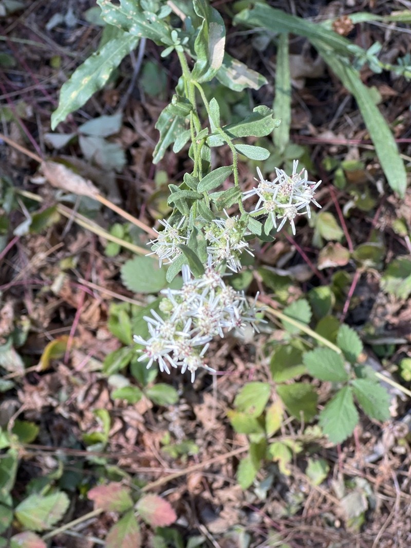 Oregon Whitetop Aster photo 7