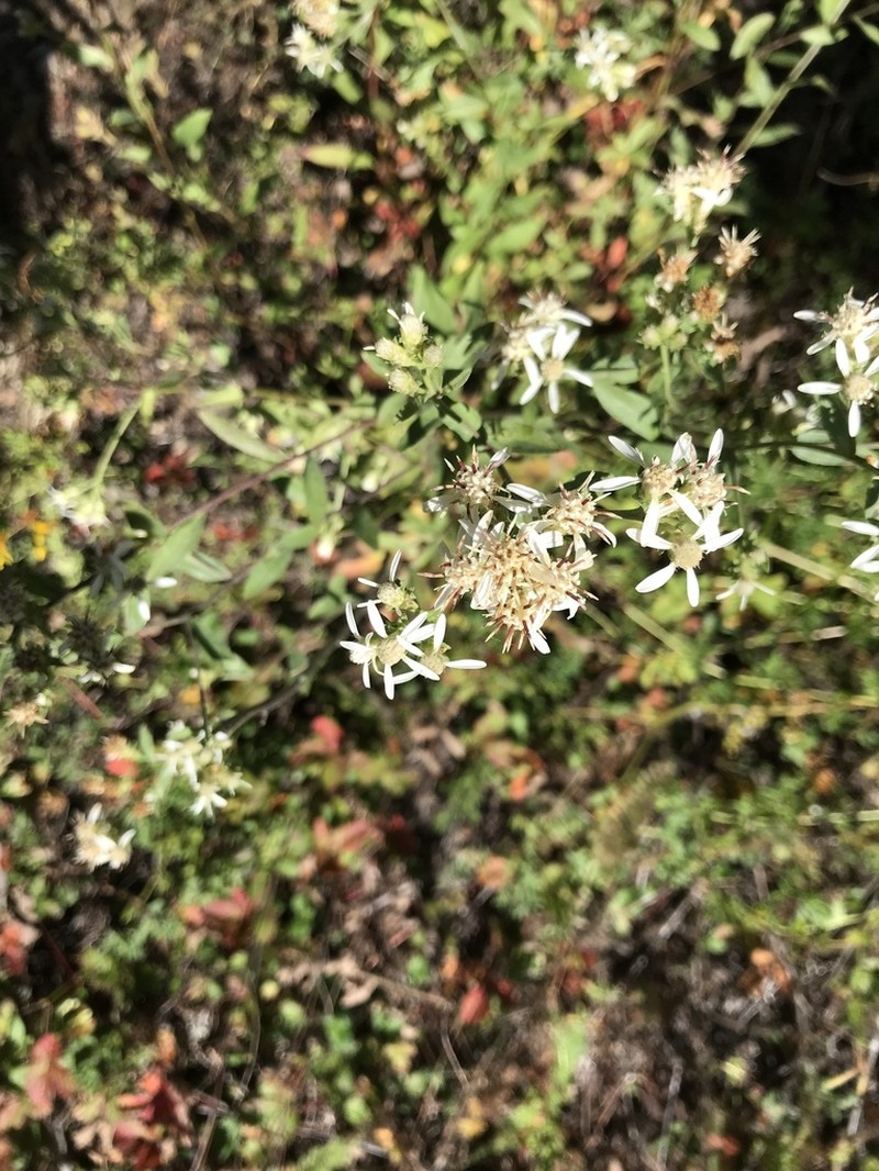 Oregon Whitetop Aster photo 8