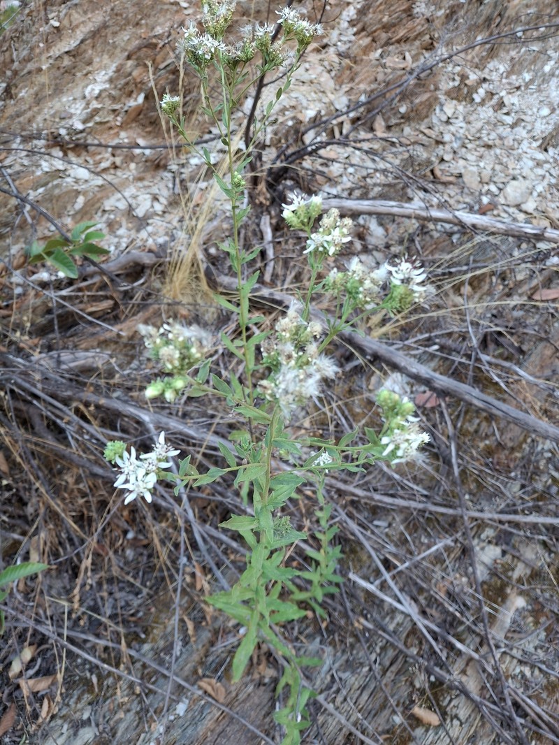 Sericocarpus oregonensis var. californicus