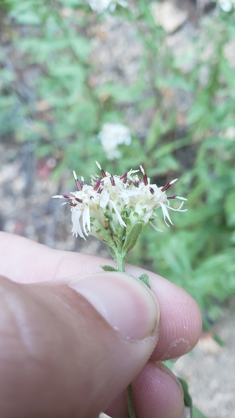 Sericocarpus oregonensis var. californicus photo 2