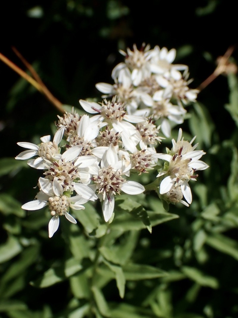 Sericocarpus oregonensis var. californicus photo 4