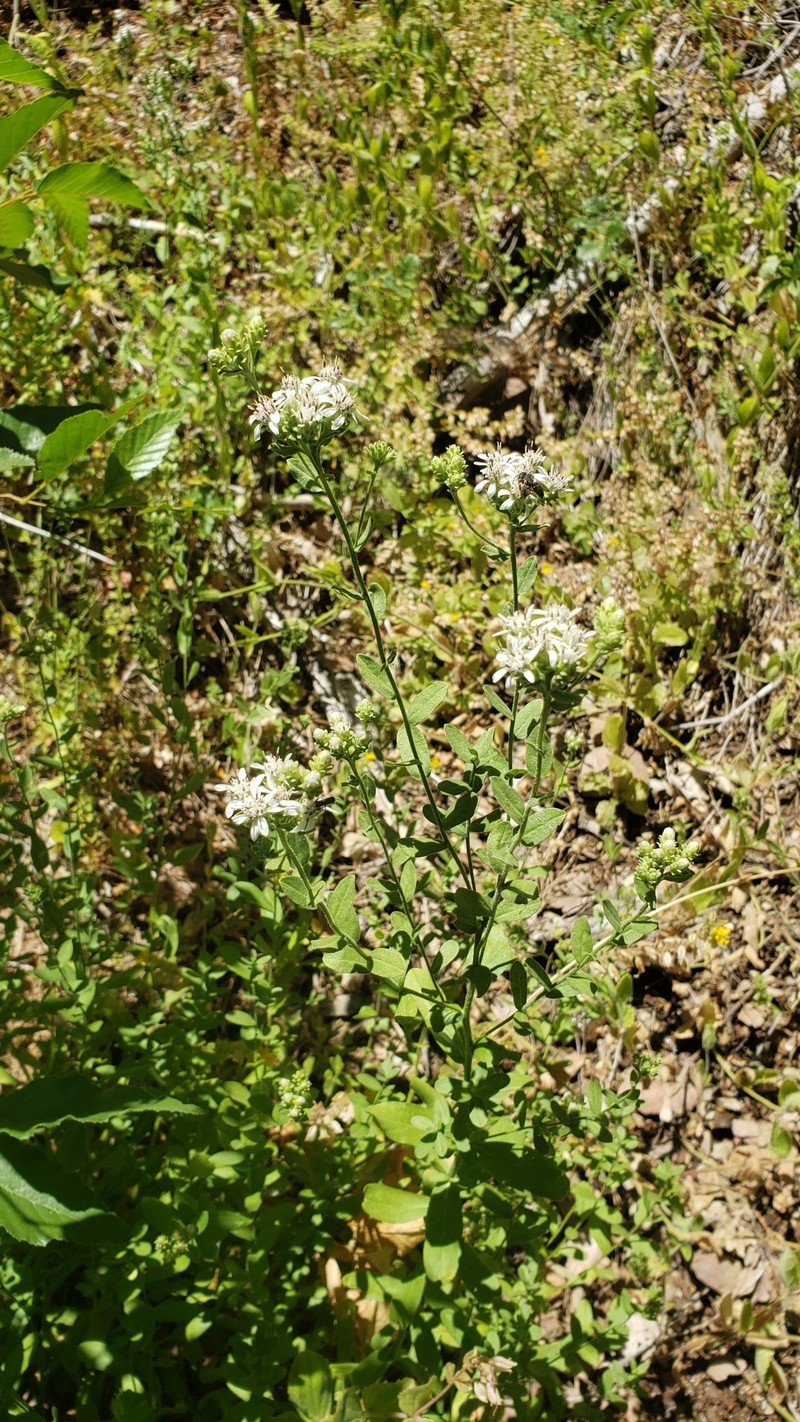 Sericocarpus oregonensis var. californicus photo 6