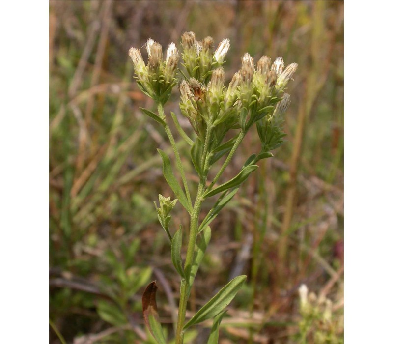 Columbian Whitetop Aster photo 3