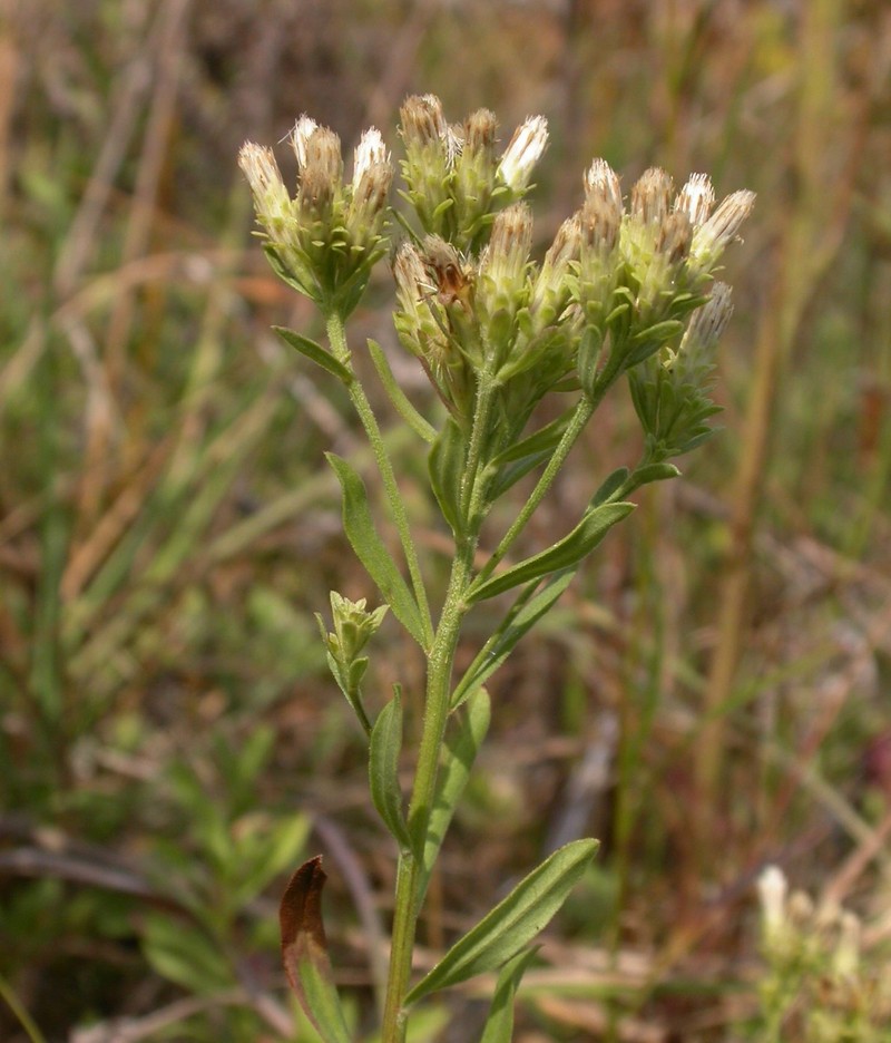 Columbian Whitetop Aster