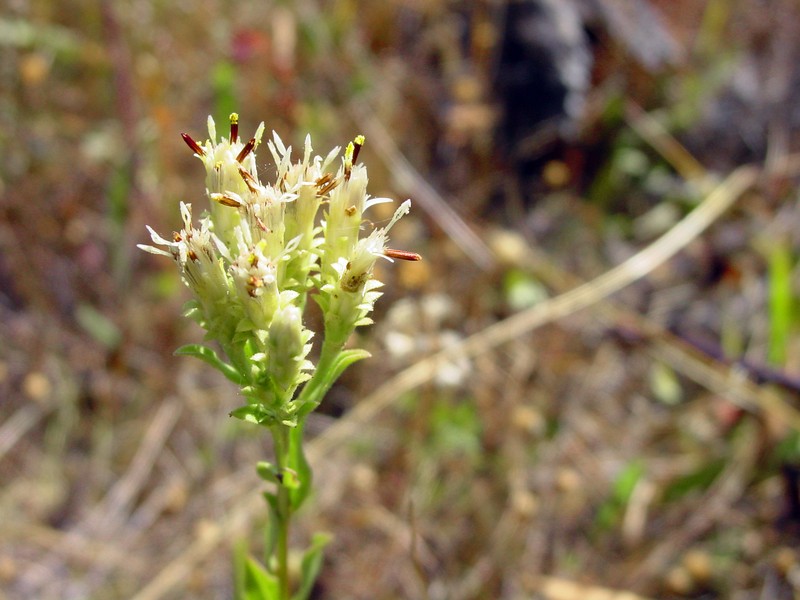 Columbian Whitetop Aster photo 2