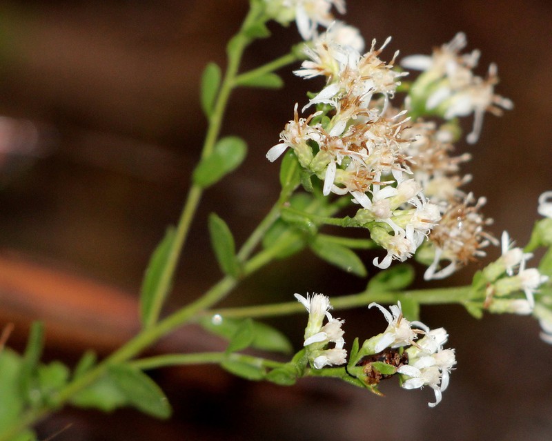 Dixie Whitetop Aster photo 3