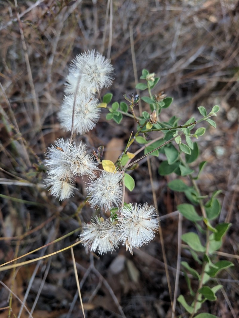 Dixie Whitetop Aster photo 4