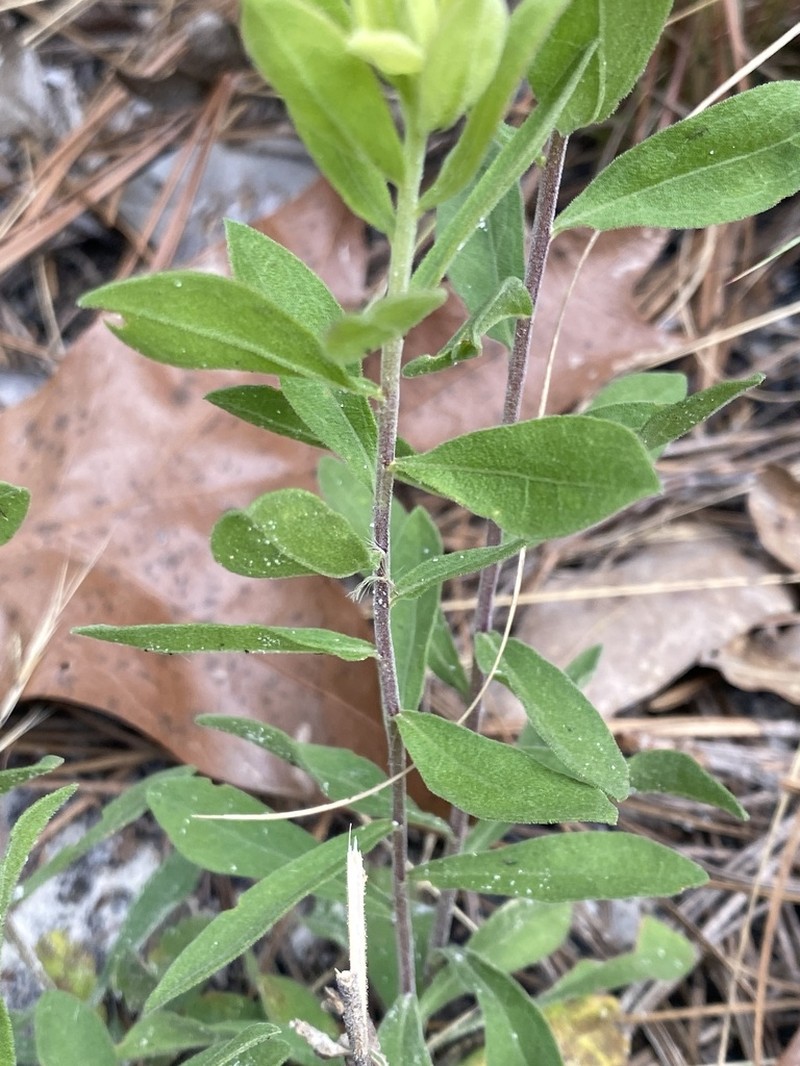 Dixie Whitetop Aster photo 5