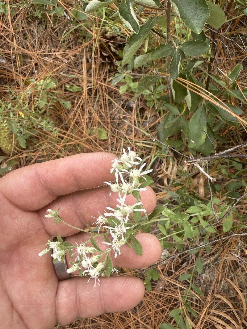 Dixie Whitetop Aster photo 7