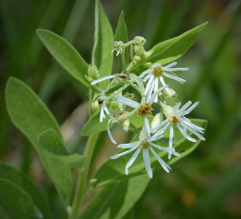 Dixie Whitetop Aster photo 2