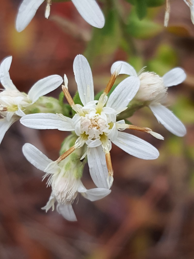 Dixie Whitetop Aster photo 4