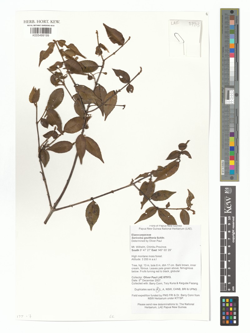 Sericolea gaultheria var. gaultheria