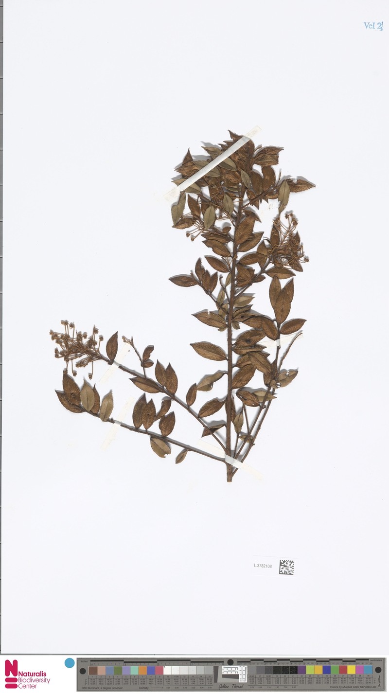 Sericolea gaultheria var. gaultheria photo 3