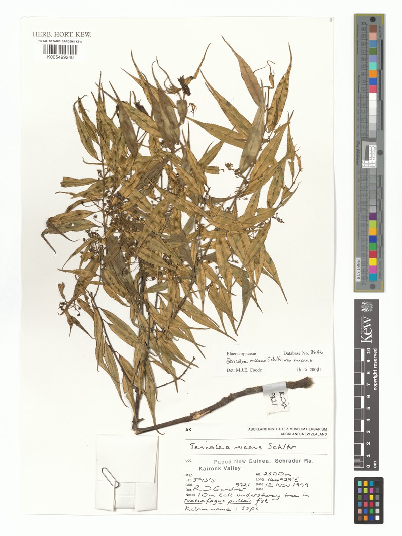 Sericolea micans var. micans