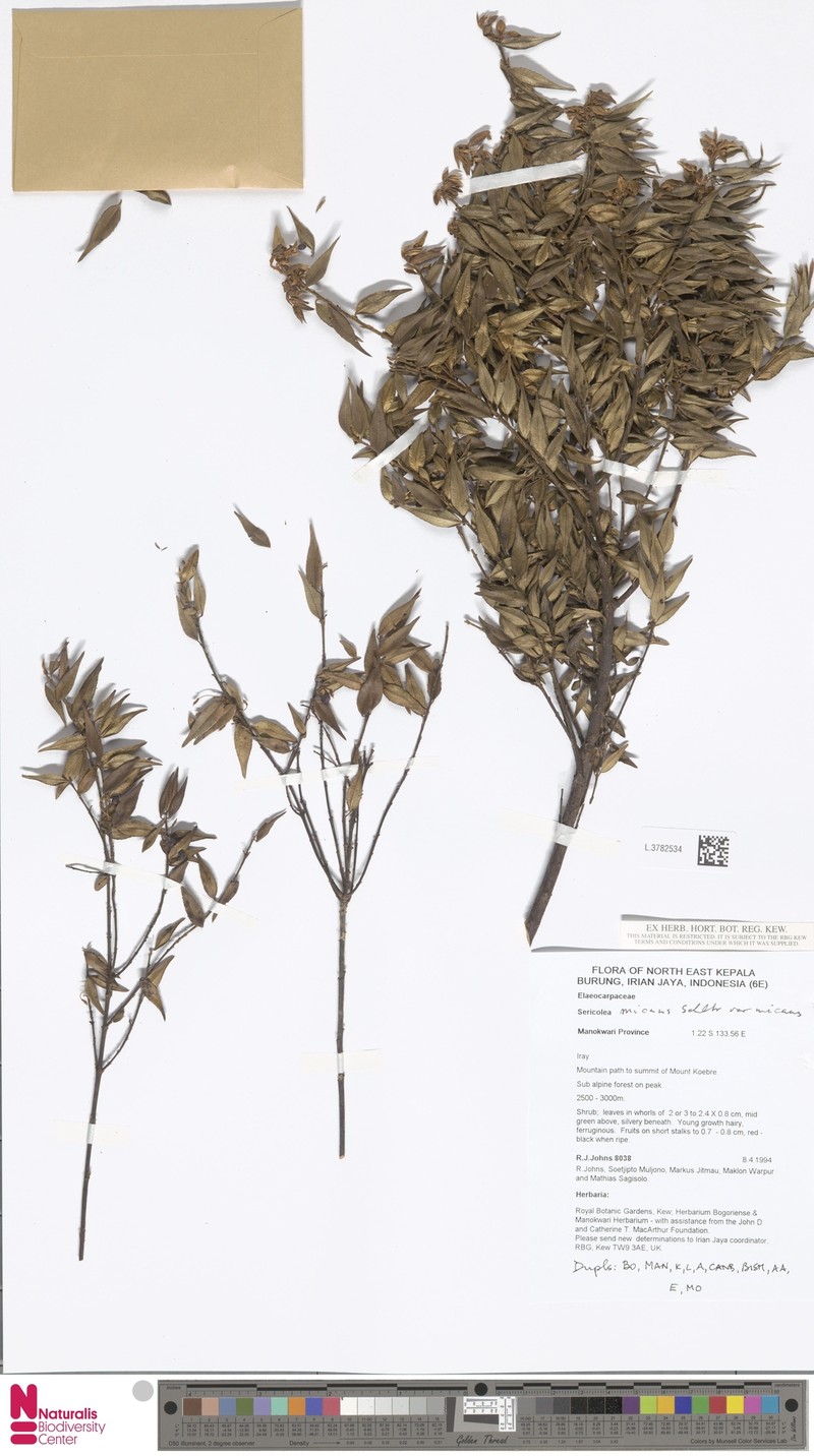 Sericolea micans var. micans photo 3
