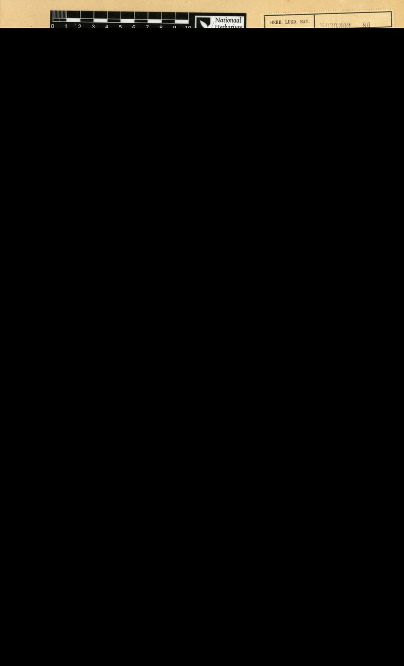 Sericolea novoguineensis var. novoguineensis