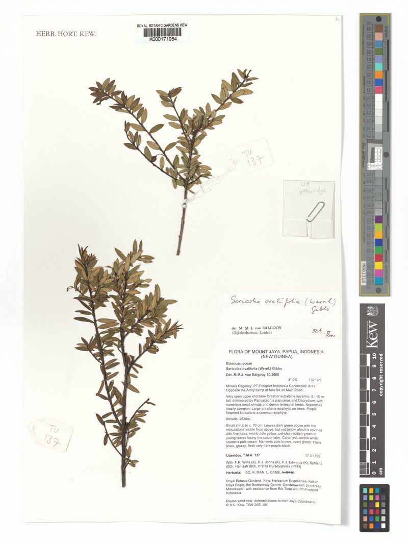 Sericolea ovalifolia
