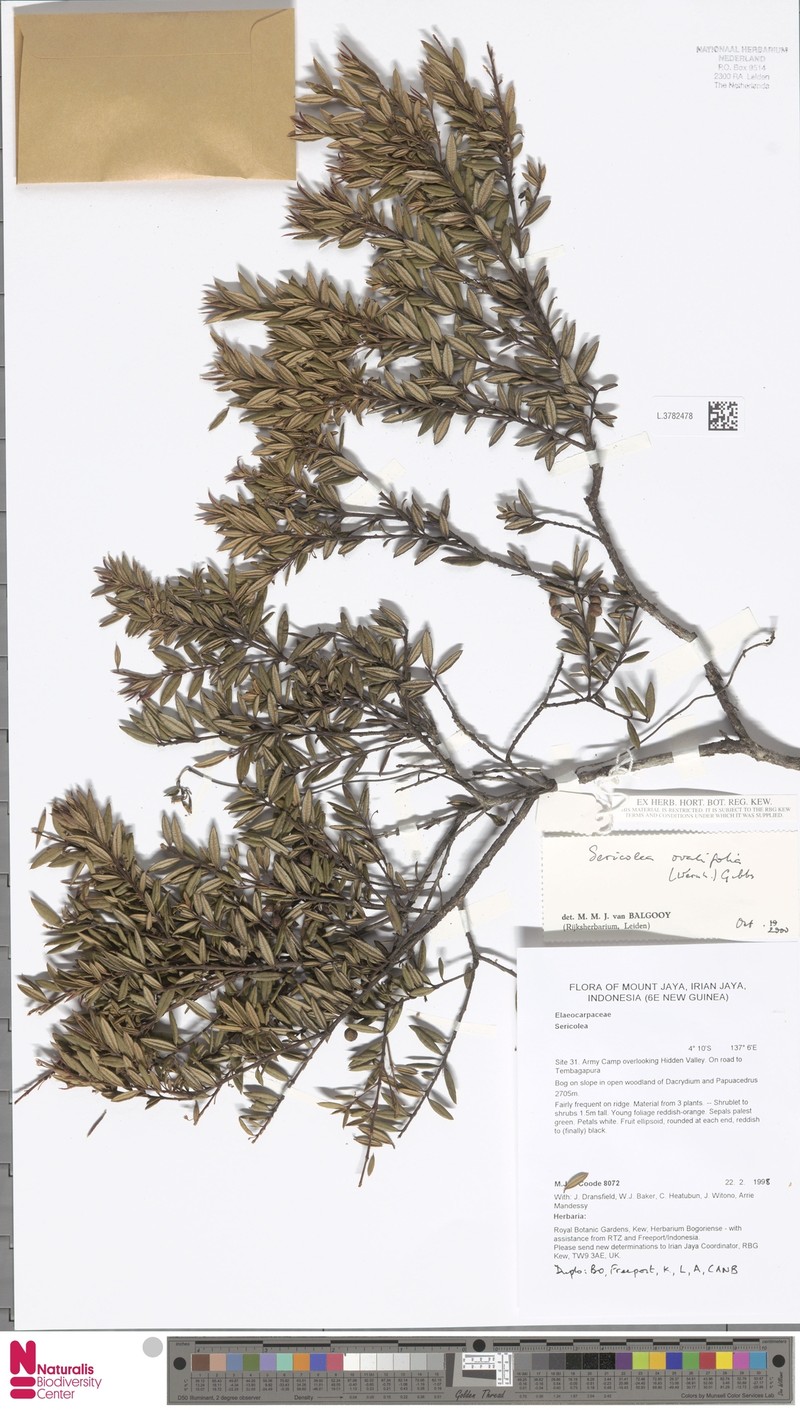 Sericolea ovalifolia photo 2