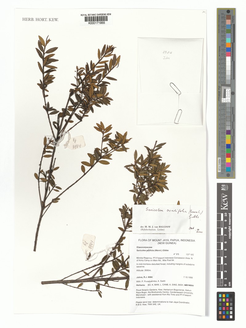 Sericolea ovalifolia photo 3
